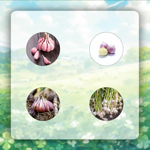 5 pcs pflanzknoblauch zwiebeln,Hydrokultur wintergemüse Hydrokultur steingartenpflanzen winterhart knoblauch knollen zum pflanzen garlic, herbs winterharte kübelpflanzen kräutergarten