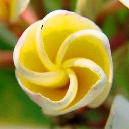 Sibirischer Rucola 20 Samen/Samen – Ligularia – Staude