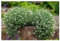 3 x Geranium sanguineum 'Album' (Winterhart/Stauden/Staude/Mehrjährig/Bodendecker) Weißer Blut Storchschnabel - Ein Meer aus weißen Blüten den ganzen Sommer - Bienenfreundlich - von Stauden Gänge