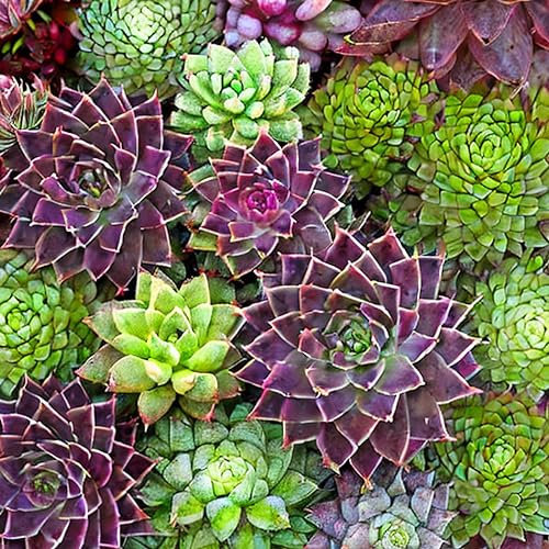 House Leek Sempervivum Species Mixed Seeds - 'Sempervivum' - 100 Organic Flower Rock Garden Seeds