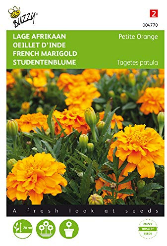 Buzzy Seeds 004770 Tagetes Patula Nana Petite Orange (Tagetessamen)