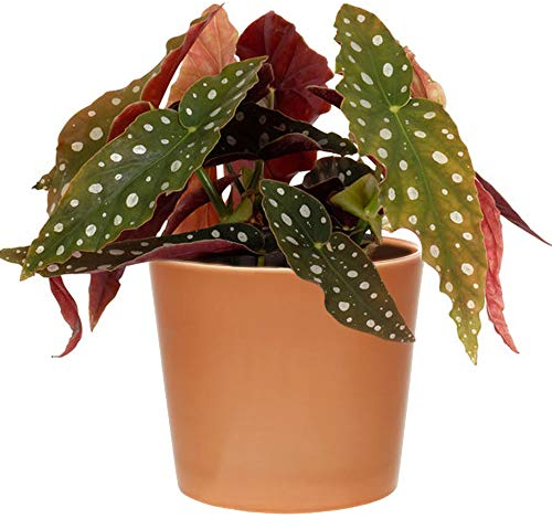1 x Premium Forellenbegonie | 20-30cm Topfpflanze zu Verkaufen