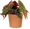 1 x Premium Begonia Maculata Pianta dalle foglie a Pois | 20-30cm Pianta d'Appartamento in Vendita