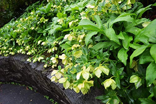 Portal Cool Helleborus Nigra quaresimale Rose di Natale di fioritura Elleboro Fogliame sempreverde