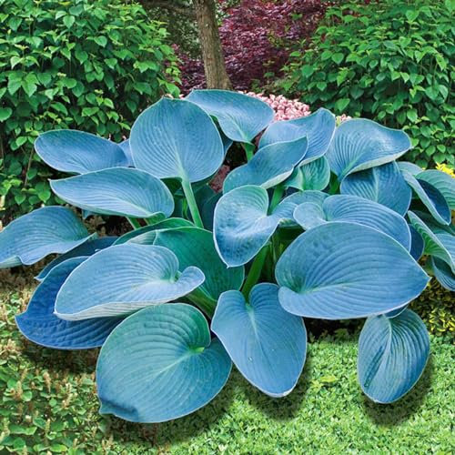 Hosta Bulbo, Hosta Rara, Hosta, Cobertura Del Suelo,Plantas En Macetas, BalcóN,Cuatro Estaciones, Tolerantes Al FríO Y A La Sombra, DecoracióN Del Patio-6bulbos-C
