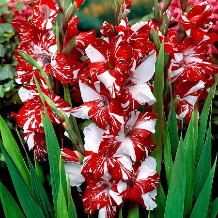 100 graines de fleurs de glaïeul