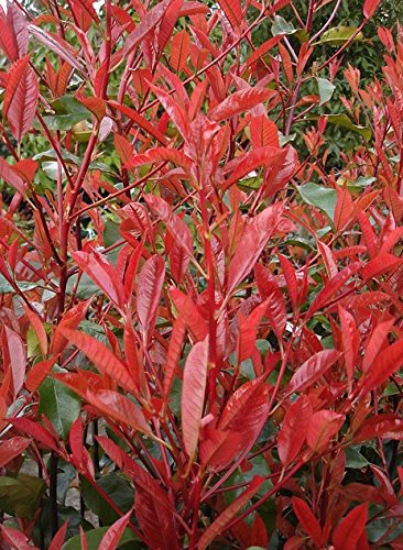 1 x Photinia fraseri 'Little Red Robin' (Gehölz/Heckenpflanze/Winterhart/Mehrjährig/Immergrün) Kleine Rote Glanzmispel - Kompakte Eleganz in strahlendem Rot - Blickfang - von Stauden Gänge