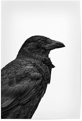artboxONE Poster 60x40 cm Natur Rabenvogel sw hochwertiger Design Kunstdruck - Bild krähe Island isländisch