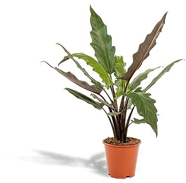 La Green Touch - Alocasia Lauterbachiana - Pianta da interno - Vaso 19 cm, altezza 80 cm