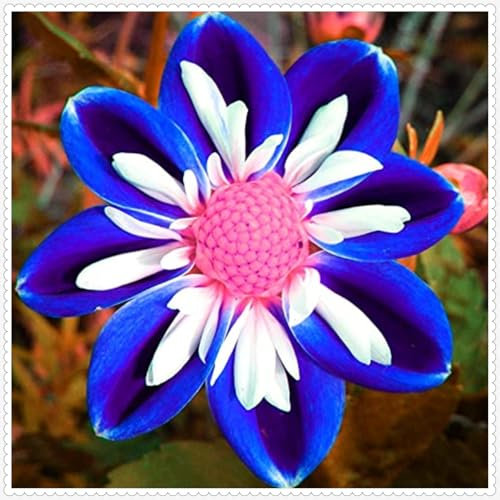 Dahlien zwiebeln,Winterharte MehrjäHrig,Dalienknollen Winterfest Bienenfreunlich,Dahlien Knollen winterhart,Seltene Pflanzen,dahlien knollen großblumig,dahlienknollen kaufen.-4 zwiebeln-K