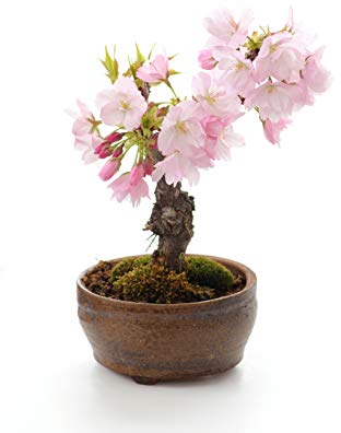 Seedeo Bonsai Anzuchtset Japanische Blüten- und Zierkirsche (Prunus serulata)