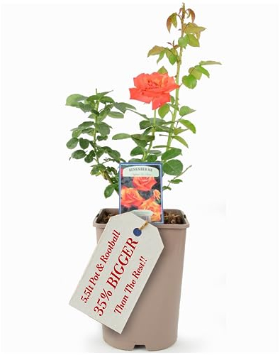 Remember Me Hybrid Tea Rose Plant – Delivered in A 5.5 Litre Recyclable Nursery Pot. They are Not Fake. These are Real, Living, British Grown, Garden Ready, Outdoor, Lightly Scented Flowers