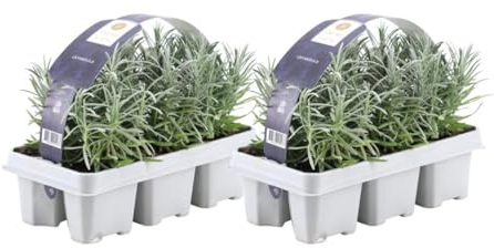Blauer Duft-Lavendel 12 Lavendel Pflanze angustifolia - Lavendelpflanzen winterhart - echter lavendel - Gartenpflanzen - Lavendelstrauch - Lavendel Pflanze - duftlavendel - 12 x Ø7 cm - 15 cm