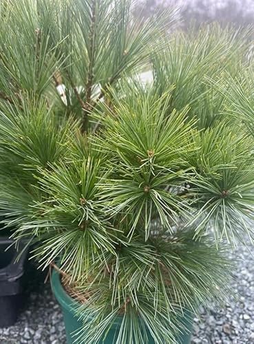 Evergreen Mountain Pine Tree - Pinus strobus Eastern White Pine for Rockery Garden or Bonsai - Pine Dense Needles in 19cm Pot - 40 cm Height