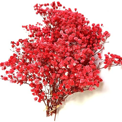 QZKJQDD Trockenblumen, Schleierkraut Getrocknet, Trockenblumen Zum Basteln, Getrocknete Blumen, Trockenblumen Deko, Geeignet für Geschenkbox, Scrapbooks, Duftkerzen Handgefertigt (Rot—5 Stöcke)