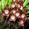 Semi di fiori di orchidea faccia di scimmia gigante 100 pezzi 100 pezzi nuovi nuovi freschi rossi