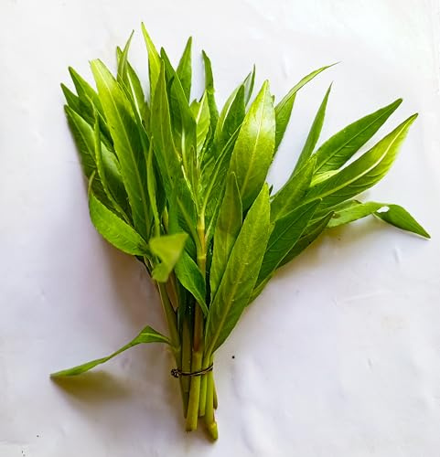 Lincolnshire Pond Plants Ltd - Hygrophila Polysperma Live Aquarium Plant Fast Growing Low Maintenance Aquascapping (3X Loose)