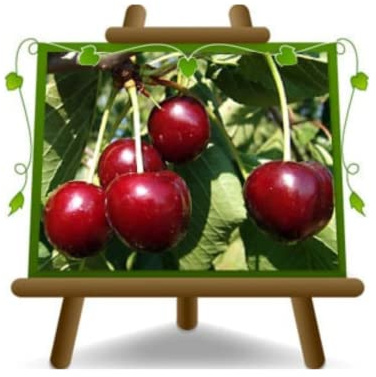 EURO PLANTS VIVAI Cerisier Celeste Plante à fruit Âge 2 ans | pot 20 cm Hauteur 150-170 cm