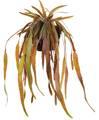 MY SWANKY HOME 23in Trailing Mistletoe Cactus Succulent Artificial Plant Drop in Leaves Hanging