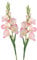 BQEE Long Stem Artificial Gladiolus Flower, Set of 2, Home/Wedding/Office Decor (Coral Pink)