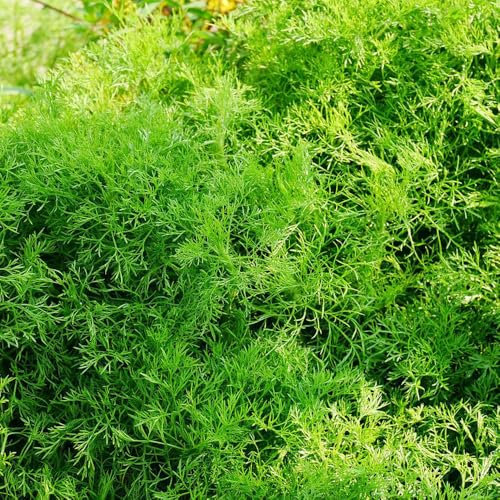 100 pcs dill samen, kräutergarten,pflanzen garten garten geschenk,kübelpflanzen deko garten,schattenpflanzen bonsai topf,gartendeko für draußen zimmerpflanzen,pflanzen für sonnige
