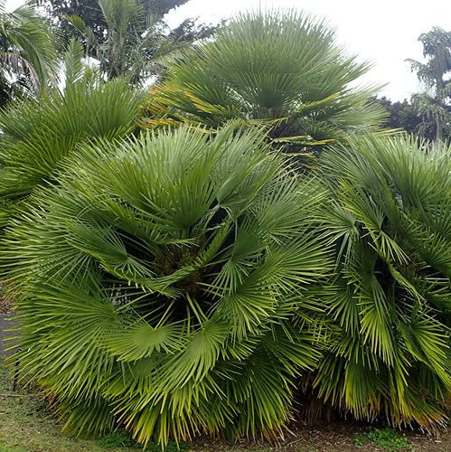 Plant World Seeds - Chamaerops Humilis Seeds (Tropical and Conservatory Seeds)