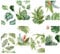 CRASPIRE Vert Feuilles Tropicales Sticker Mural 8 Feuilles Nature Palmier Feuille Plantes Imperméable Amovible Vinyle Art Mural pour Salle de Classe Chambre Salon
