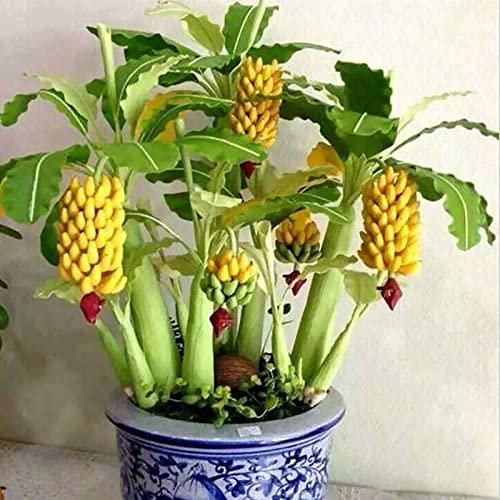 Saterkali Bananensamen, 30 Stück Bananensamen, süßer Samen mit hoher Keimrate, frischer Pflanzensamen für den Balkon Bananen