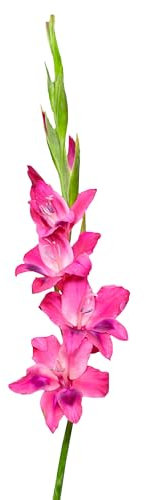 The Bulb Farmers - 120 x Gladiool 'Vulcano' - Lila - Blumenzwiebeln direkt vom Züchter - Sommerblüher - Zwiebelgröße 10+ (die optimale Größe für den Garten)