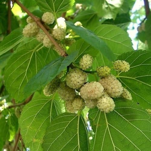 Pianta di Gelso Bianco in Vaso 24cm - albero da giardino, bacche di gelso, ottima per ombreggio e pianta decorativa