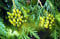 10 Samen von Thuja Occidentalzis Techny Lebensbaum
