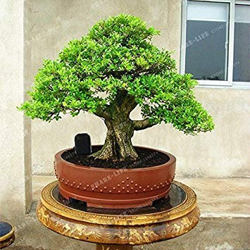 Vistaric 50 PCS Bonsai Chinese Boxwood Seeds Perennial Woody Plants Four Seasons Evergreen Tree Seeds Absorb Formaldehyde Potted Plants