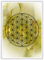 Die Blume des Lebens | Flower of Life | Wandbilder Energiebilder Lebensblumen Chakren Deko Bilder Medidation Esoterik (Gold/Gelb)