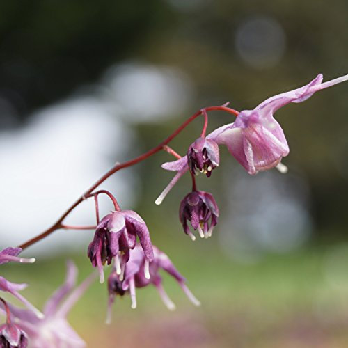 Blumixx Stauden Epimedium grandiflorum 'Lilafee' - Großblütige Elfenblume, im 0,5 Liter Topf, purpurlila blühend