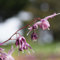 Blumixx Stauden Epimedium grandiflorum 'Lilafee' - Großblütige Elfenblume, im 0,5 Liter Topf, purpurlila blühend
