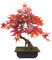 Leaf Arbre Artificiel en érable Rouge bonsaï 50 cm