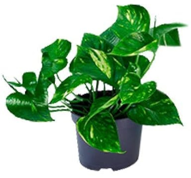 Efeutute – Epipremnum aureum – Ø12cm x H20cm – Schnelle & pflegeleichte Zimmerpflanze – Kletter- oder Hängepflanze – Luftreinigend – Im Pflanztopf – Direkt aus der Gärtnerei