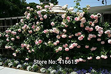 Vistaric 100 Rose Eden Climber Seeds Rosa rampicante Semi Bonsai Fiore e piante da giardino Seeds