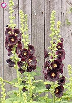 2: 100Pcs Malve Seeds (Alcea rosea 'Nigra') Mischfarben-Blumensamen Staude für Garten-Ausgang Beautifying Dekoration 2