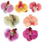 Clip de cheveux d'orchidée papillon, 7pcs mignons Coix de cheveux de fleurs hawaïennes, pinces de cheveux de fleurs tropicales pour les femmes Girls Wedding Summer Beach Party, Hawaiian Flower Hair C
