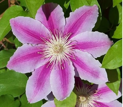 50 Stück Clematis-Blumensamen