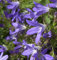 Glockenblume Stella - Campanula poscharskyana