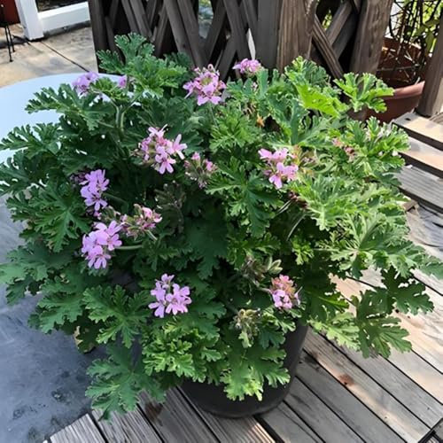 Semi di geranio limone, semi di geranio profumato, semi di fiori perenni resistenti, piante in vaso piante resistenti in vaso, prato fiorito colorato piante da giardino perenni 50pcs