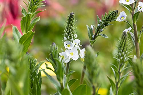 Veronica gentianoides 9x9 cm Topf – Winterhart, Mehrjährig, Pflegeleicht – Ehrenpreis – Staude für Beet & Steingarten