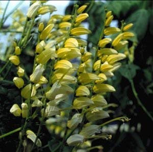 10 Semi di Citronella NB30