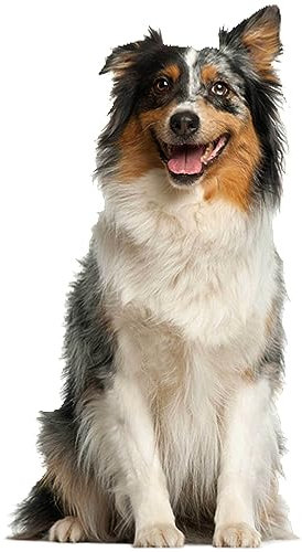 kleberio Aufkleber Australian Shepherd wasserfest Familie Aufkleber Schäferhund Hirte Welpe Tier Sticker Deko Autoaufkleber 14 x 23 cm