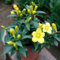 100 Unids Jardín Semillas de Jazmín Amarillo Luz Fragante Flor en Maceta Planta Floreciente Semillas de Jardinería para Plantar Ahora