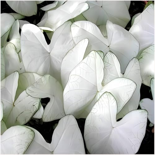 Caladienwiebeln Caladium Kaladie Knollen Onion Sorte Farbe zur Auswahl Mix Weiß Rot Rosa Grün riesige Blätter Gigant (Florida Moonlight 1 Stk.)