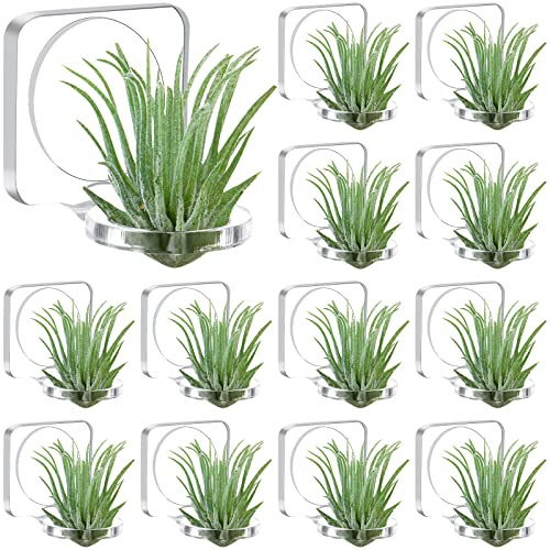 Muorruo 12 Soportes de acrílico para Plantas de Aire con Cinta de Montaje para Colgar Plantas de Aire en vitrinas de Vidrio, Ideal para decoración de hogar y Oficina (Plantas no Incluidas)