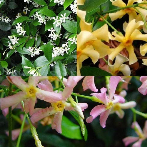 ClematisOnline 3 x Jasmin Toscane : Mélange de 3 plantes: Blanc - Jaune - Rose | jasmin étoilé - Vert vert/hiver et dur d'hiver | 3 x 1,5 litres